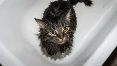 Wann man eine Katze baden sollte – und wann besser nicht: Badehäufigkeit, Anzeichen und hilfreiche Tipps