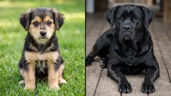 Wer ist schlauer: ein Mischlingshund oder ein reinrassiger Hund