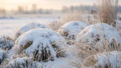 Warum Blumen den Winter unter einer dichten Schneedecke besser überstehen als unter einer leichten Abdeckung