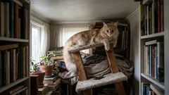 Grosse und aktive Hunderassen: Warum eine typische Wohnung für sie nicht geeignet ist